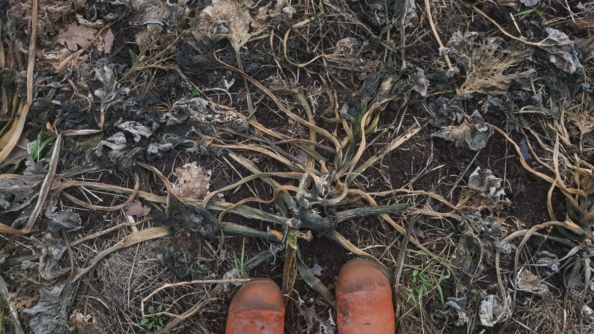 Idag planterade vi vitlöken